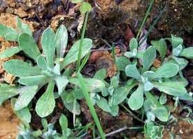 吃清明草有什么好處？清明草的功效與作用