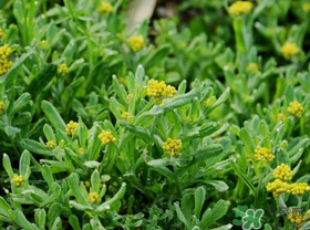 吃清明草有什么好處？清明草的功效與作用