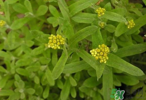 吃清明草有什么好處？清明草的功效與作用