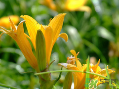 新鮮黃花菜有毒嗎？新鮮黃花菜可以吃嗎？