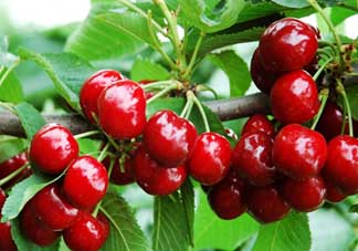 枇杷和櫻桃能一起吃嗎？枇杷和櫻桃可以一起吃嗎？