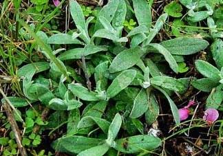 清明菜可以降血壓嗎？清明菜能降血壓嗎？