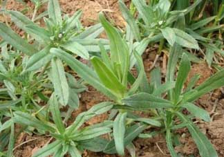 清明菜可以種植嗎？清明菜怎么種植？