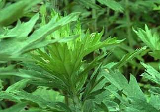 清明菜是什么？清明菜和艾草的區(qū)別