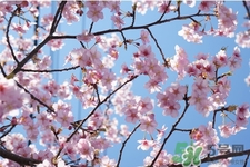 2017清明節(jié)會(huì)下雨嗎？清明節(jié)下雨會(huì)下幾天？