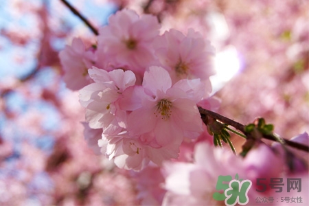 清明節(jié)掃墓能不去嗎？清明節(jié)上墳必須去嗎？