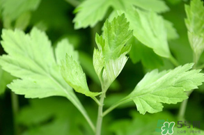 清明菜是什么？清明菜和艾草的區(qū)別 