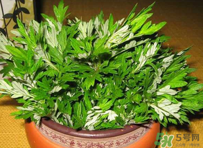 清明菜是什么？清明菜和艾草的區(qū)別 