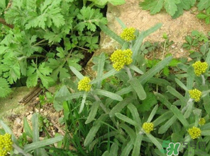 清明菜是發(fā)物嗎？清明菜是不是發(fā)物？