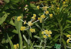 清明菜是發(fā)物嗎？清明菜是不是發(fā)物？