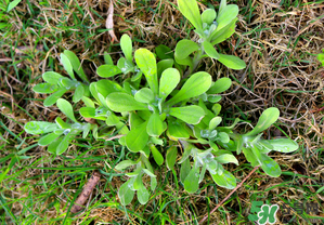 清明菜不能和什么同吃？清明菜和什么相克？