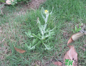 清明菜不能和什么同吃？清明菜和什么相克？