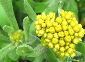 清明菜能治哮喘嗎？清明菜可以治哮喘嗎？