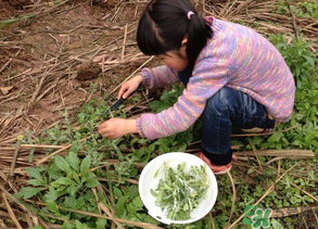 清明草叫什么？清明草有幾種？