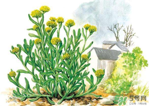 清明草叫什么？清明草有幾種？