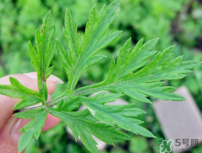 清明草是艾草嗎？清明菜是什么草？