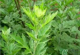 清明草是艾草嗎？清明菜是什么草？