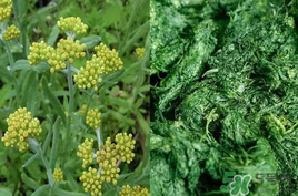 清明草能吃嗎？清明草花可以吃嗎？