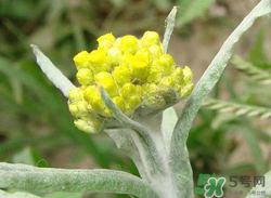 清明草能吃嗎？清明草花可以吃嗎？