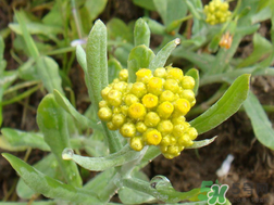 清明草能吃嗎？清明草花可以吃嗎？