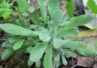 清明草叫什么？清明草有幾種？