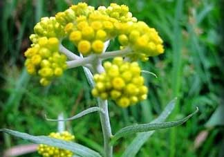 清明菜不能和什么同吃？清明菜和什么相克？