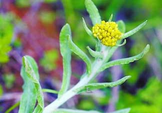 清明菜是發(fā)物嗎？清明菜是不是發(fā)物？