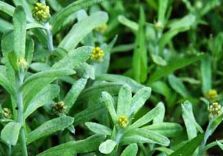 清明菜能治哮喘嗎？清明菜可以治哮喘嗎？