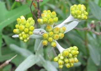 清明草能吃嗎？清明草花可以吃嗎？