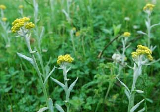 清明草可以做菜吃嗎？清明草能炒來吃嗎？