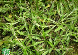 清明草可以做菜吃嗎？清明草能炒來(lái)吃嗎？