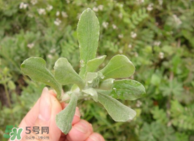 清明草可以曬干嗎？清明草曬干有什么功效？