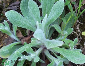 清明草可以曬干嗎？清明草曬干有什么功效？