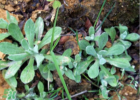 清明草可以曬干嗎？清明草曬干有什么功效？