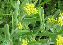 清明草可以種植嗎？清明草怎么種植？