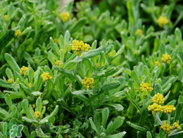 清明草可以種植嗎？清明草怎么種植？