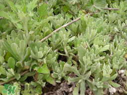 清明草可以種植嗎？清明草怎么種植？