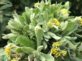 清明草粑粑蒸多久？清明草粑粑的家庭做法