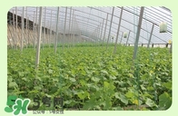 拉肚子能吃黃瓜嗎 拉肚子可以吃黃瓜嗎 拉肚子能吃黃瓜嗎 拉肚子可以吃黃瓜嗎