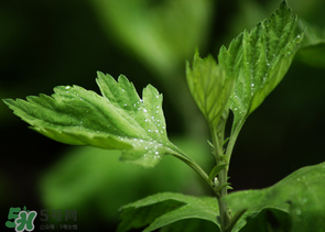 艾葉和清明草能一起吃嗎？清明草不能和什么一起吃嗎？