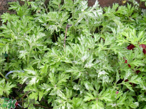 艾葉和清明草能一起吃嗎？清明草不能和什么一起吃嗎？