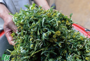 清明草孕婦可以吃嗎？清明草哪些人不能吃？