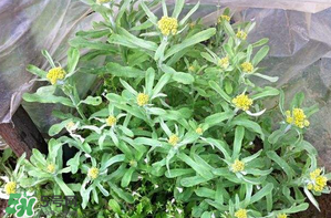 清明草孕婦可以吃嗎？清明草哪些人不能吃？