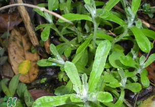 清明草可以泡茶嗎？清明草泡水喝的功效