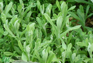 清明草可以泡茶嗎？清明草泡水喝的功效