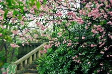 春分吃什么傳統(tǒng)食物？南方人春分節(jié)氣吃什么？