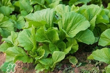 春分吃春菜有什么好處？春菜有什么營(yíng)養(yǎng)價(jià)值？