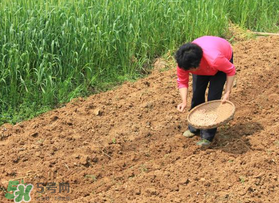 春分可以種花生嗎？春分種什么？