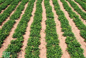 春分可以種花生嗎？春分種什么？