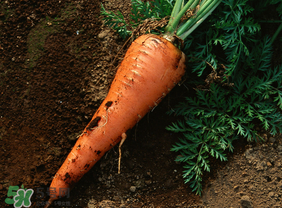 清明節(jié)可以種蘿卜嗎？清明節(jié)怎么種蘿卜？